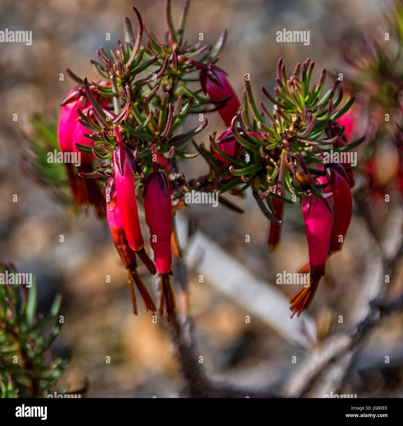 Erica coccinea flowers in the Southern Cape, South Africa Stock Photo