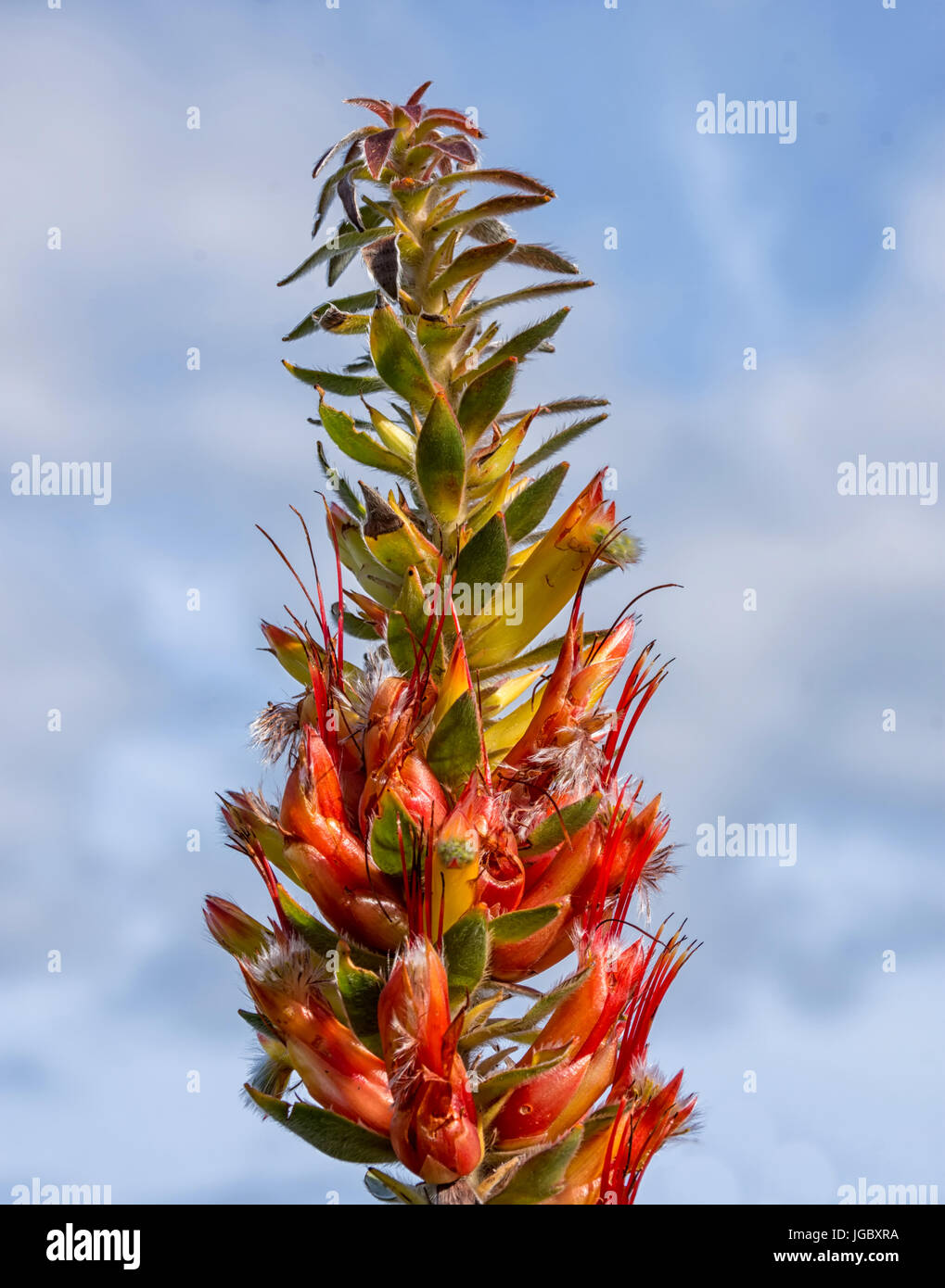 Mimetes hirtus flowers in the Southern Cape, South Africa Stock Photo