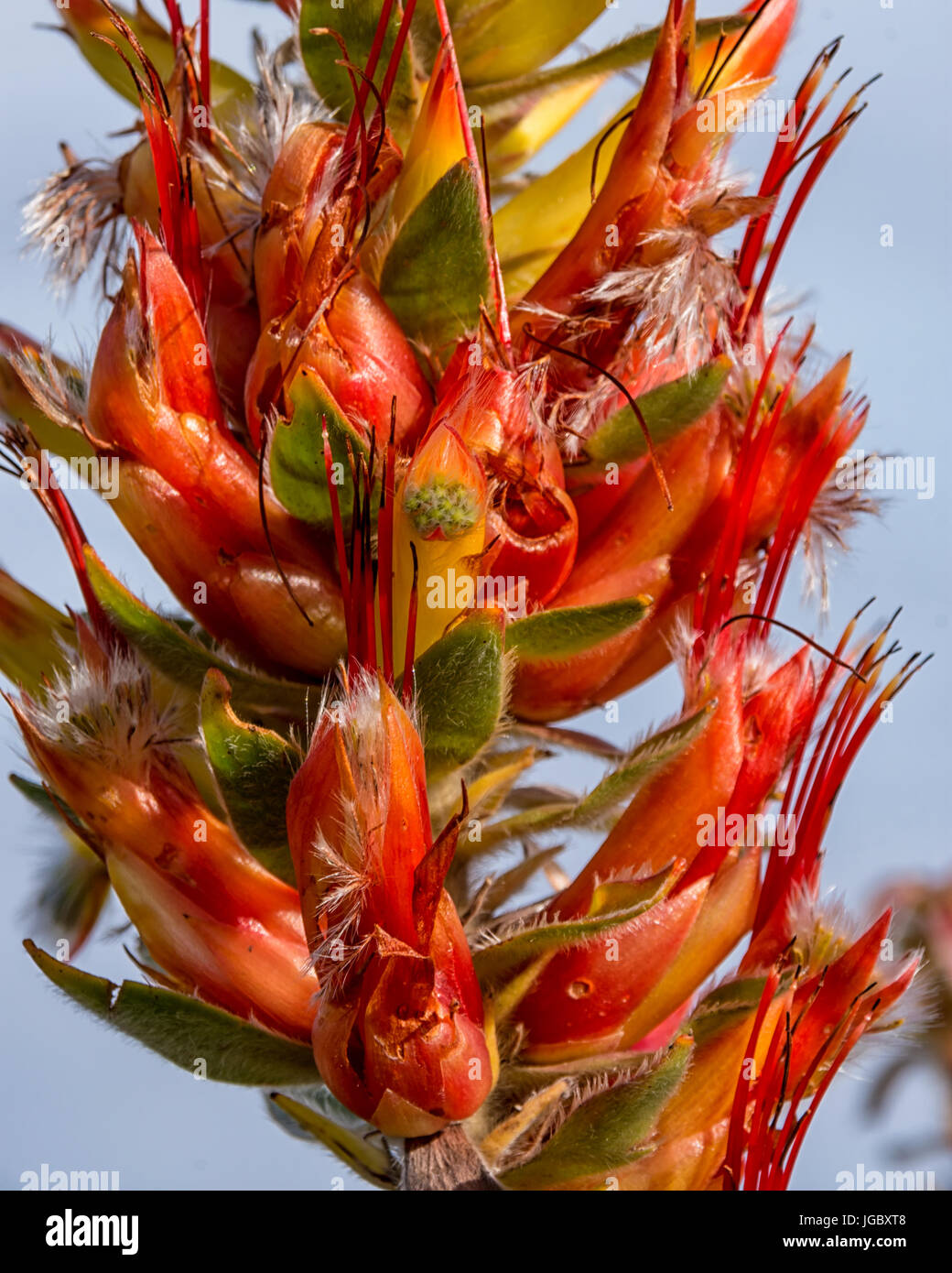 Mimetes hirtus flowers in the Southern Cape, South Africa Stock Photo