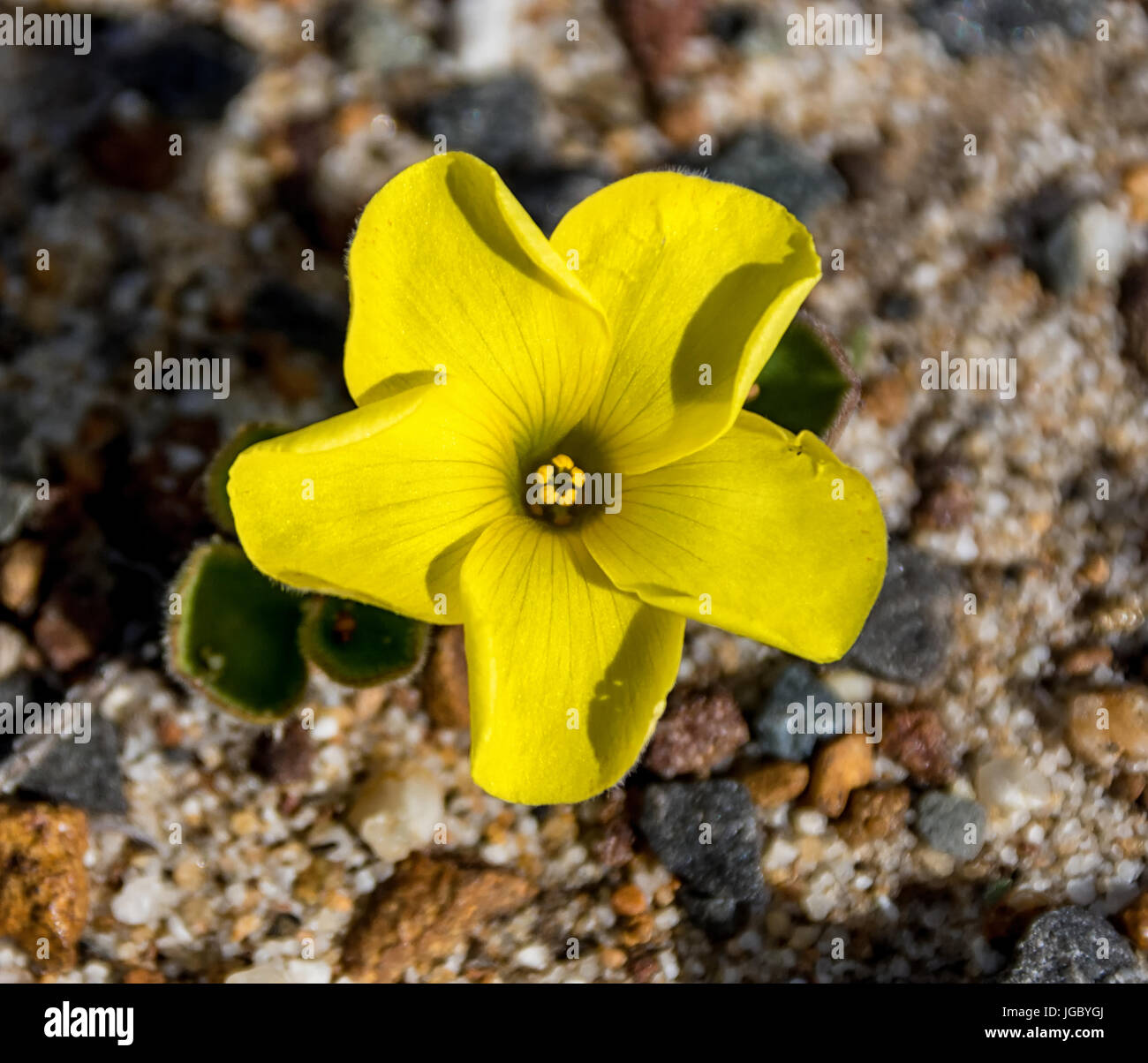 Oxalis luteola flower in the Southern Cape, South Africa Stock Photo