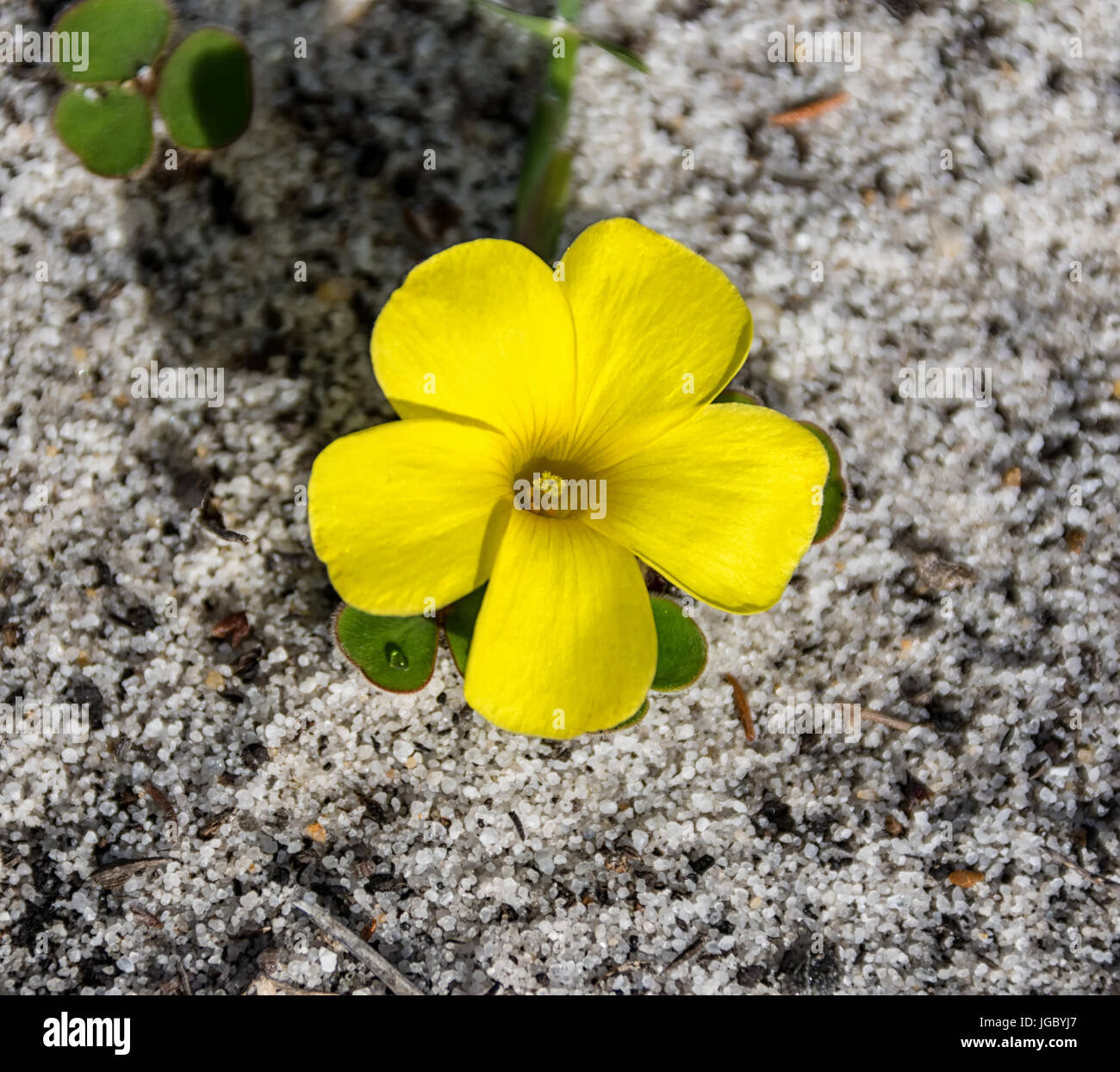 Oxalis luteola flower in the Southern Cape, South Africa Stock Photo