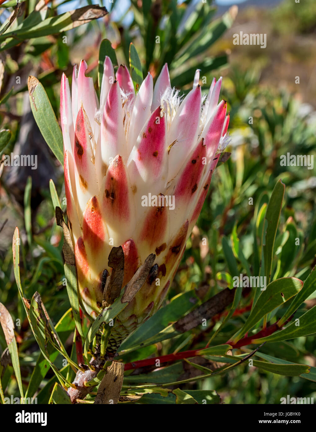 Protea repens flower in the Southern Cape, South Africa Stock Photo