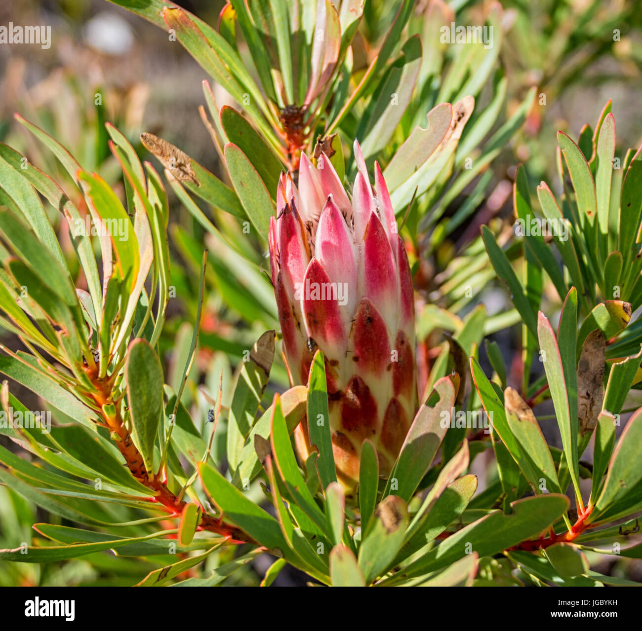 Protea repens flower in the Southern Cape, South Africa Stock Photo