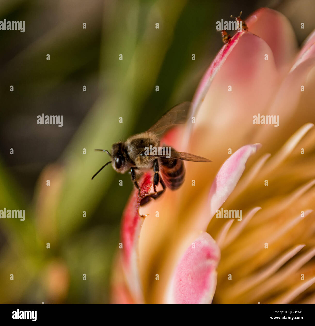 A Honey Bee on a Protea repens flower in the Southern Cape, South Africa Stock Photo