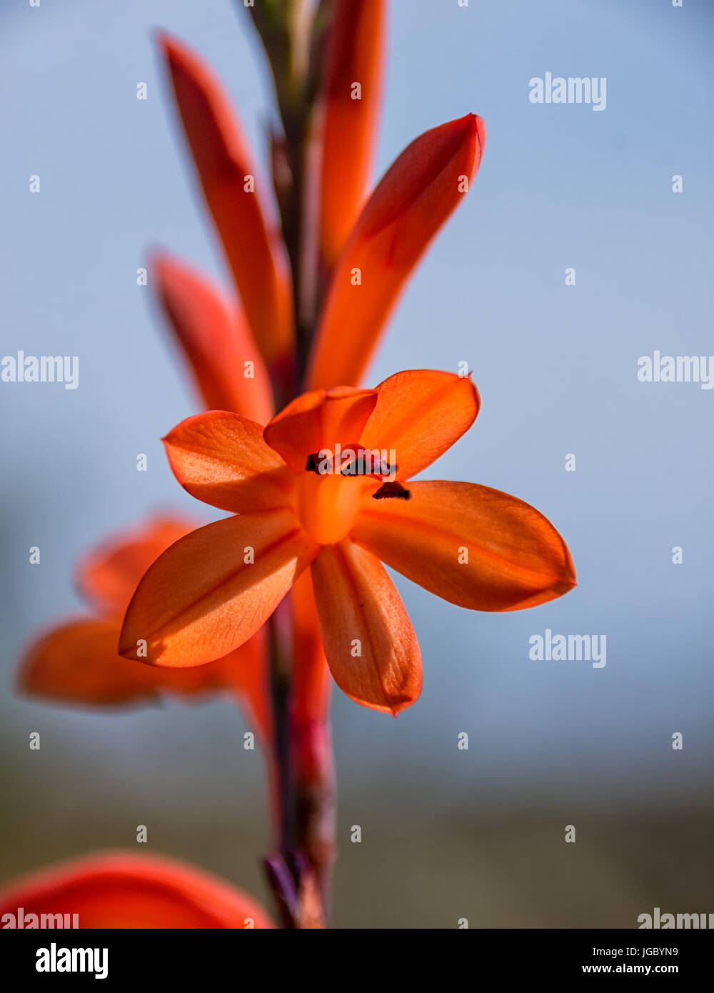 Watsonia tabularis flowers in the Southern Cape, South Africa Stock Photo