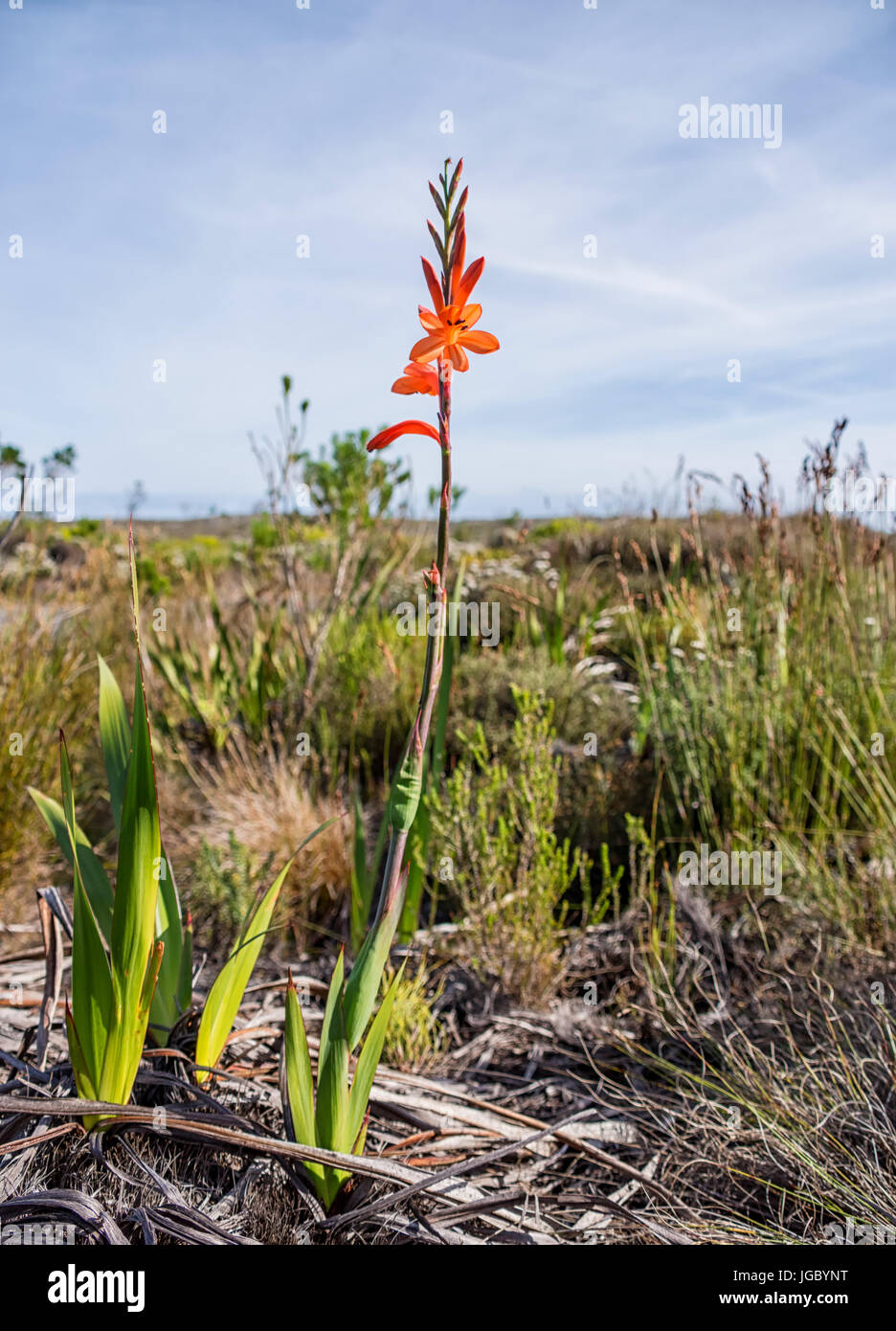 Watsonia tabularis flowers in the Southern Cape, South Africa Stock Photo