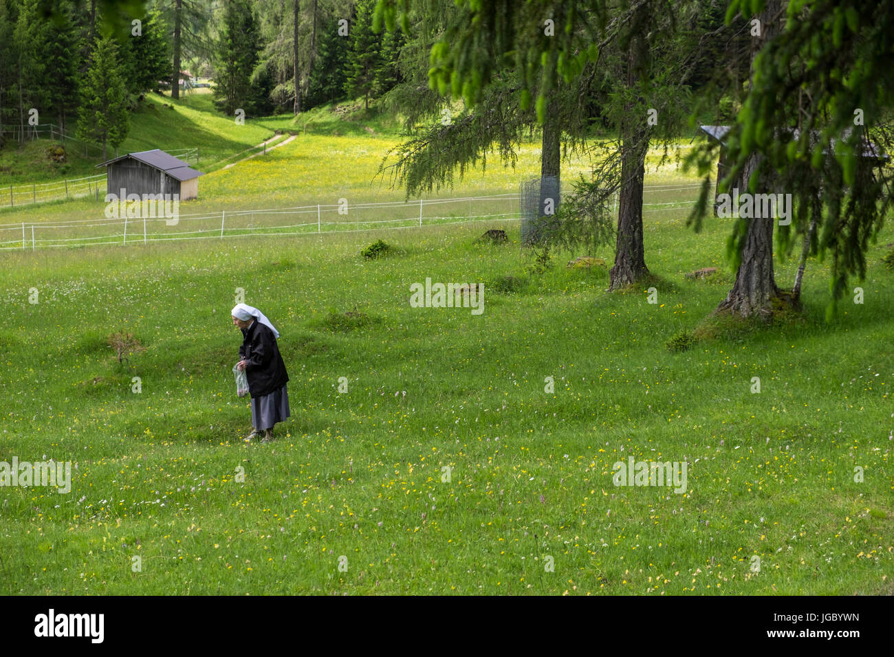 Nun collecting wild herbs in an Alpine meadow in summer, Leutasch, Tyrol, Austria Stock Photo