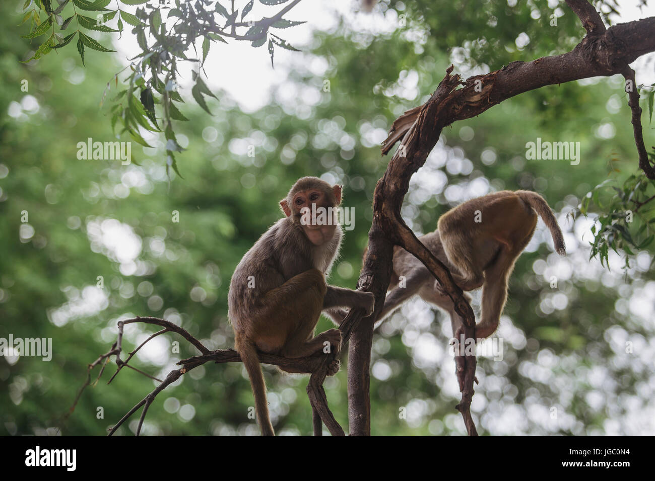 Monkey at Po Win Taung Cave - Pagoda - Monywa - Sagaing Reigion - Northern Myanmar. Stock Photo