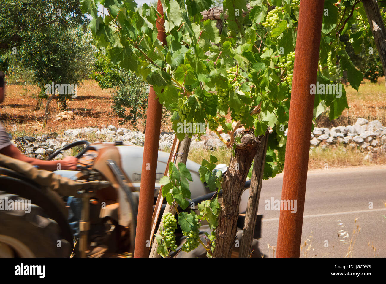 Vineyard growing in the summer in farmland of Puglia. Stock Photo