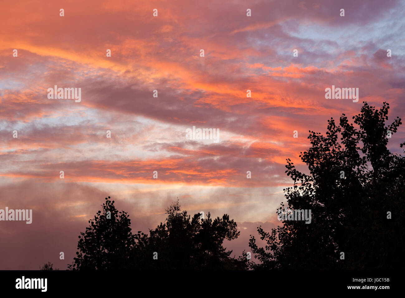 Treetop silhouettes and vibrant sunset clouds Stock Photo