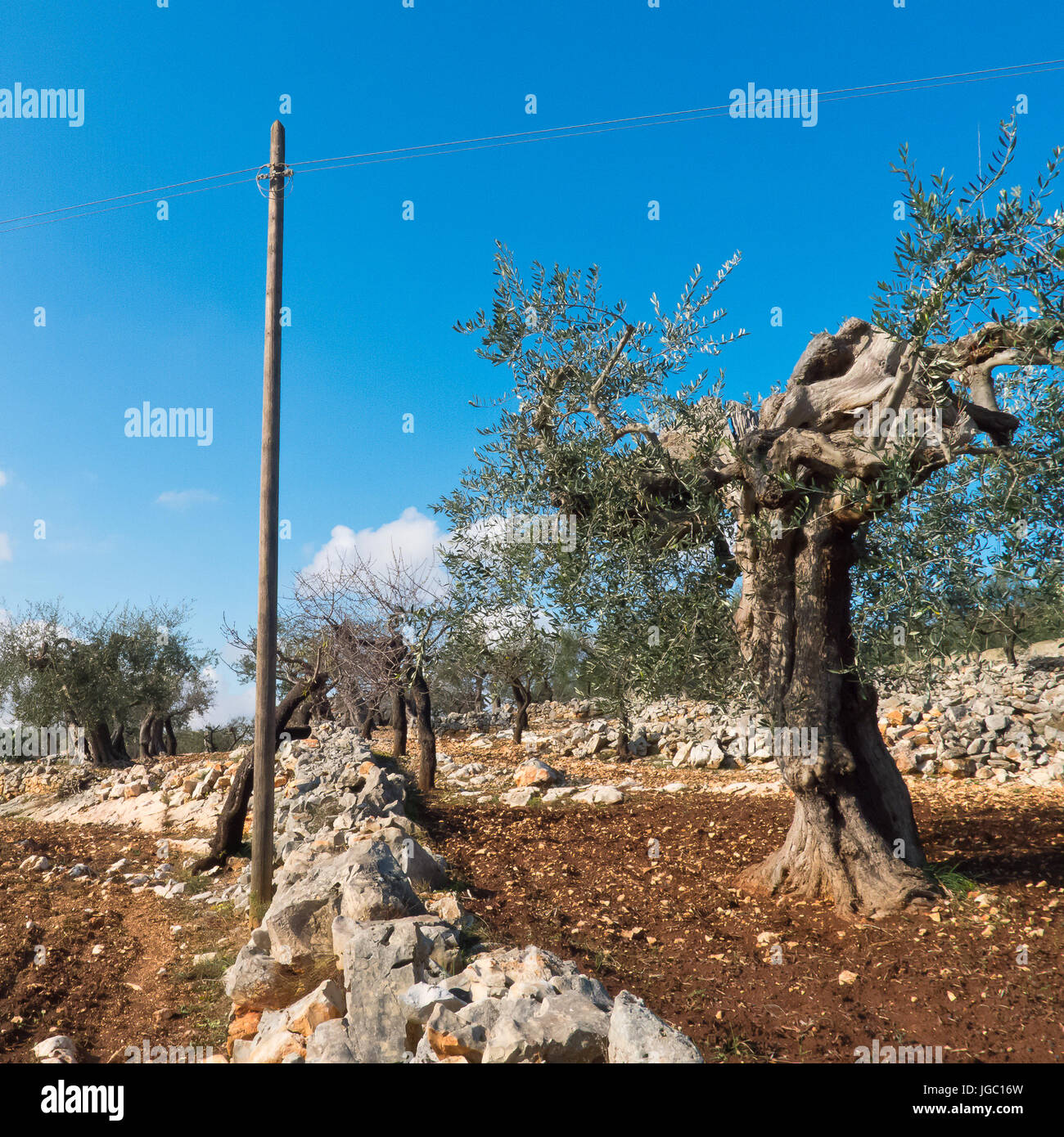 Olive trees of Puglia farmland. Stock Photo