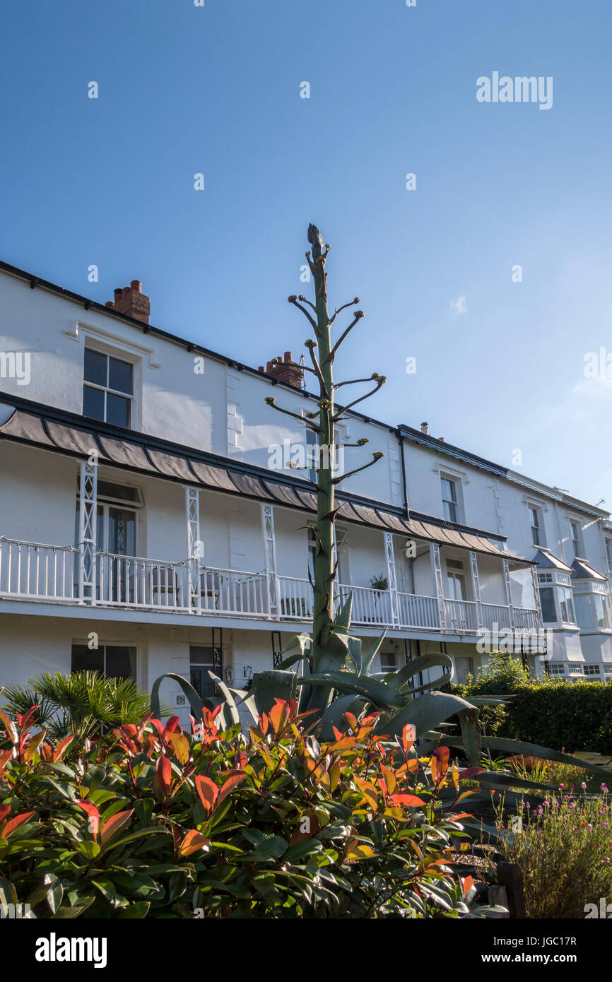 An enormous cactus growing in the front garden of a house in Road, Sidmouth Stock Photo