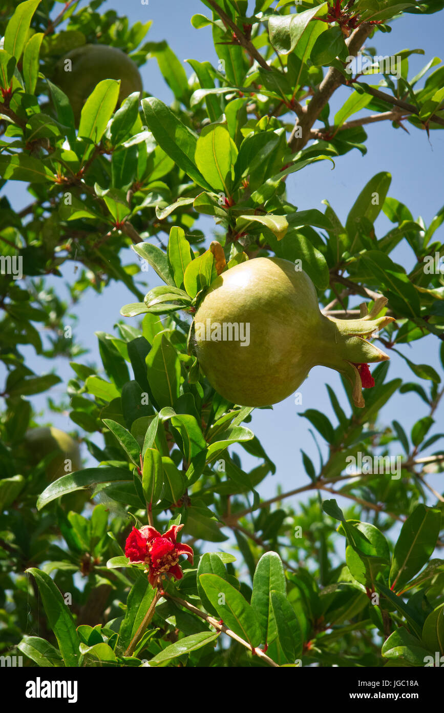 Pomegranates growing in the Puglia summer. Stock Photo