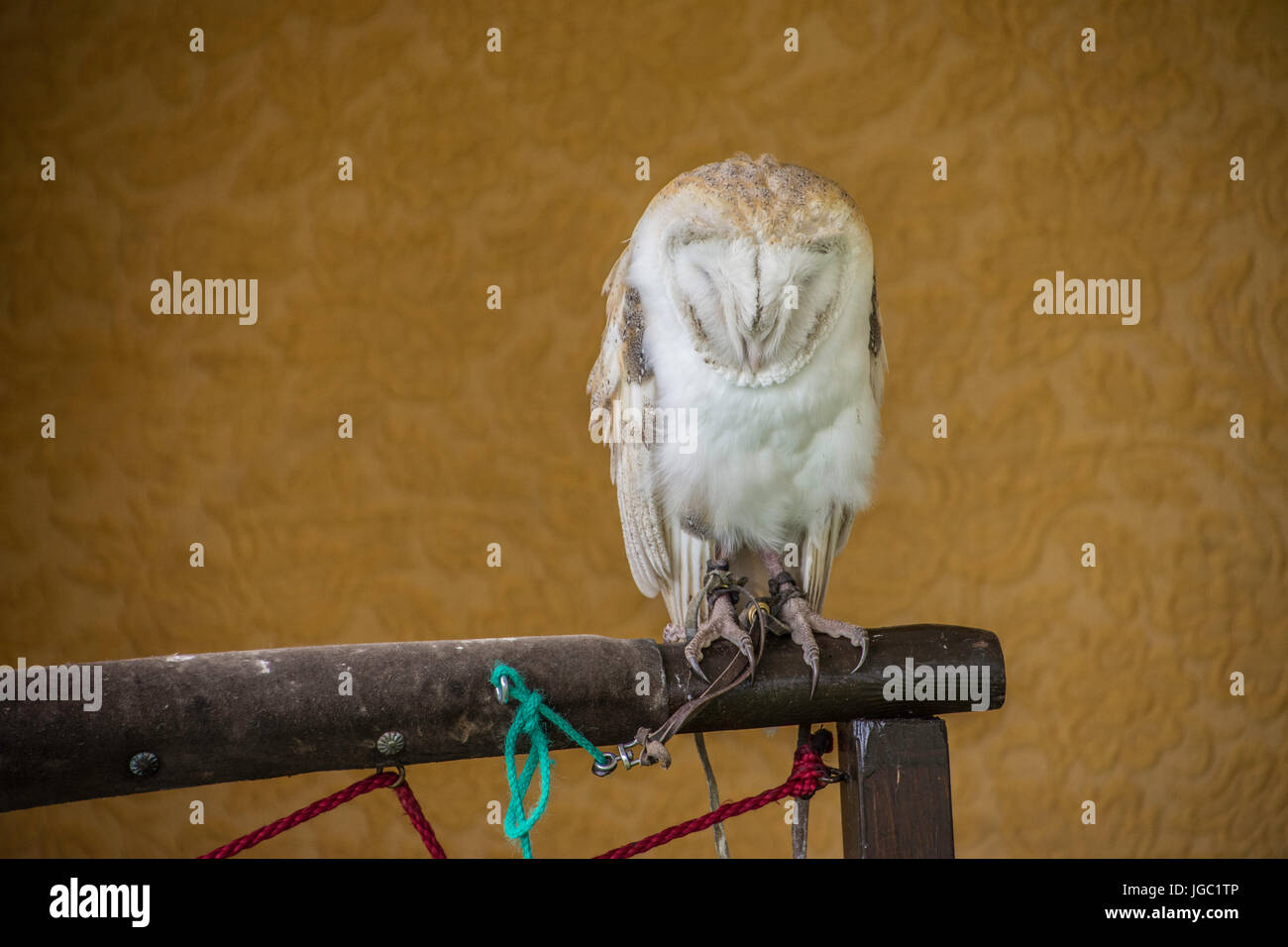 A sleeping captive owl perched on a wooden bar Stock Photo