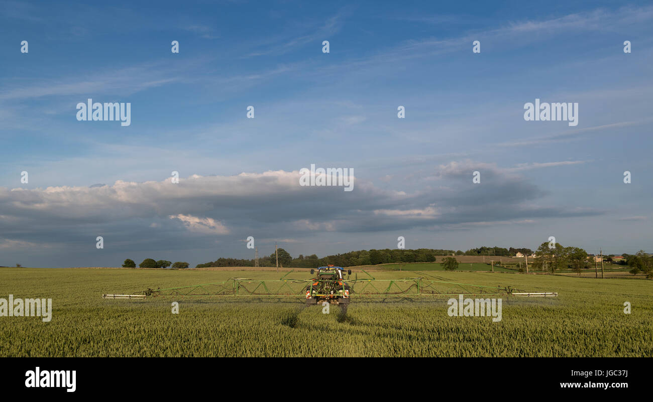 Farmer spraying wheat crop with a herbicide on a summers evening, Co. Durham, UK. Stock Photo