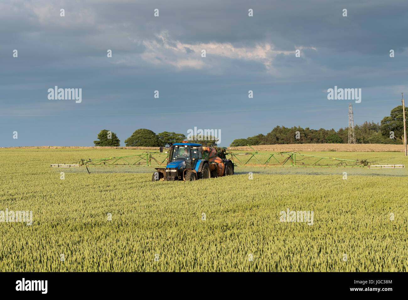 Farmer spraying wheat crop with a herbicide on a summers evening, Co. Durham, UK. Stock Photo