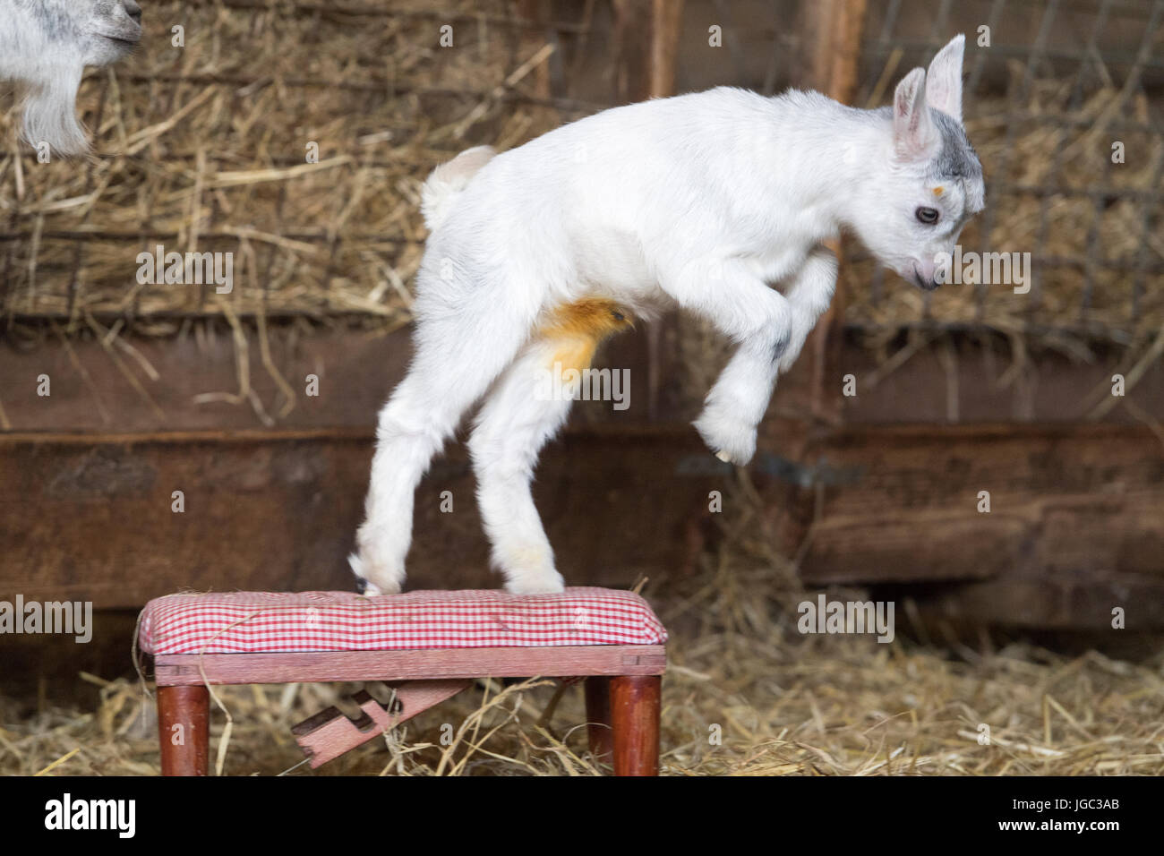 Nanny and kid pygmy goat in pen Stock Photo Alamy