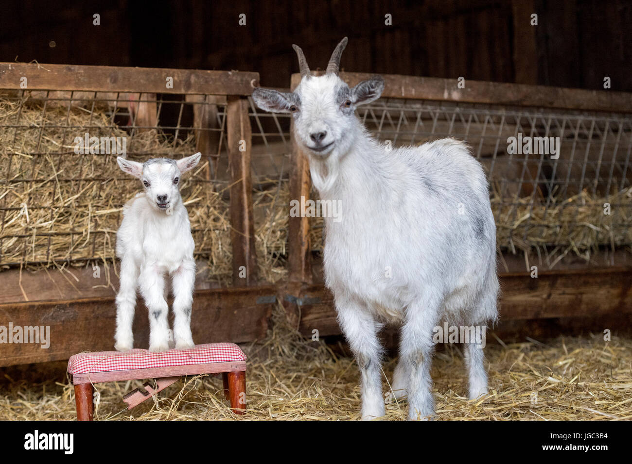Nanny and kid pygmy goat in pen Stock Photo Alamy