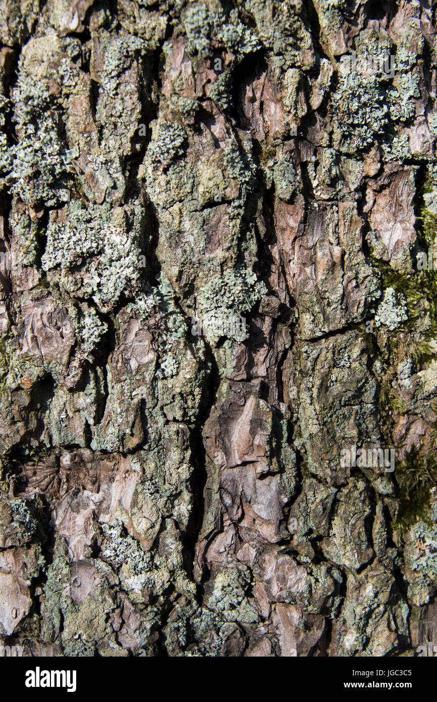 Close up of Moss and Lichen growing on an Alder tree. Stock Photo