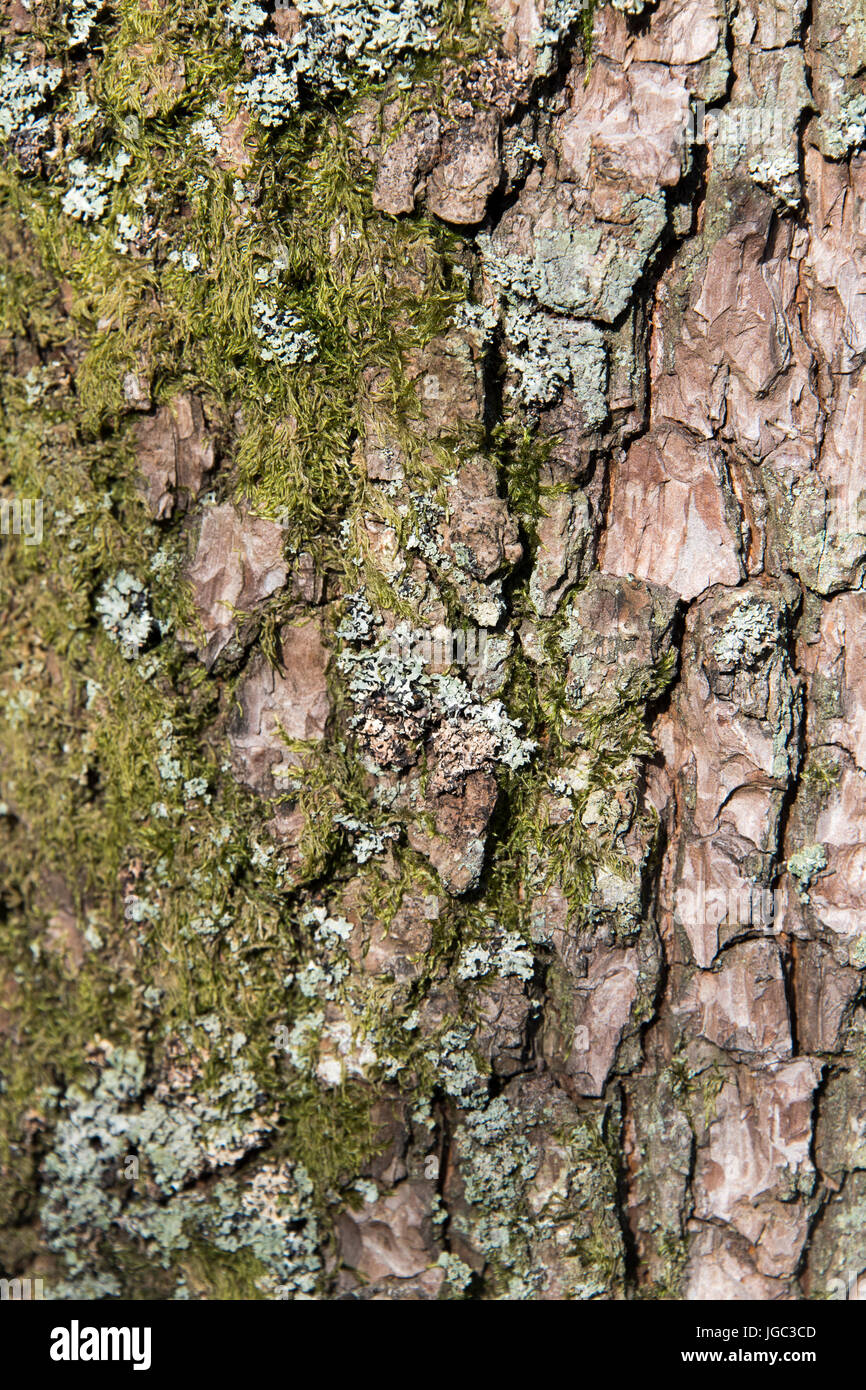 Close up of Moss and Lichen growing on an Alder tree. Stock Photo