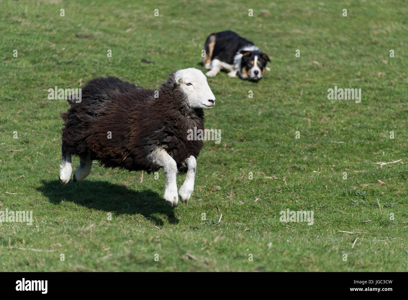 Herdwick sheep running away from asheepdog, Cumbria, UK. Stock Photo