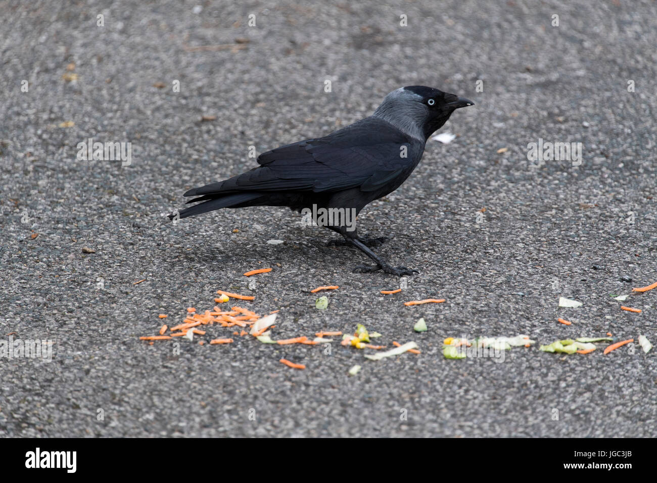 Jackdaw, Corvus monedula, eating scraps of food in the car park of a fast food restaurant. UK Stock Photo