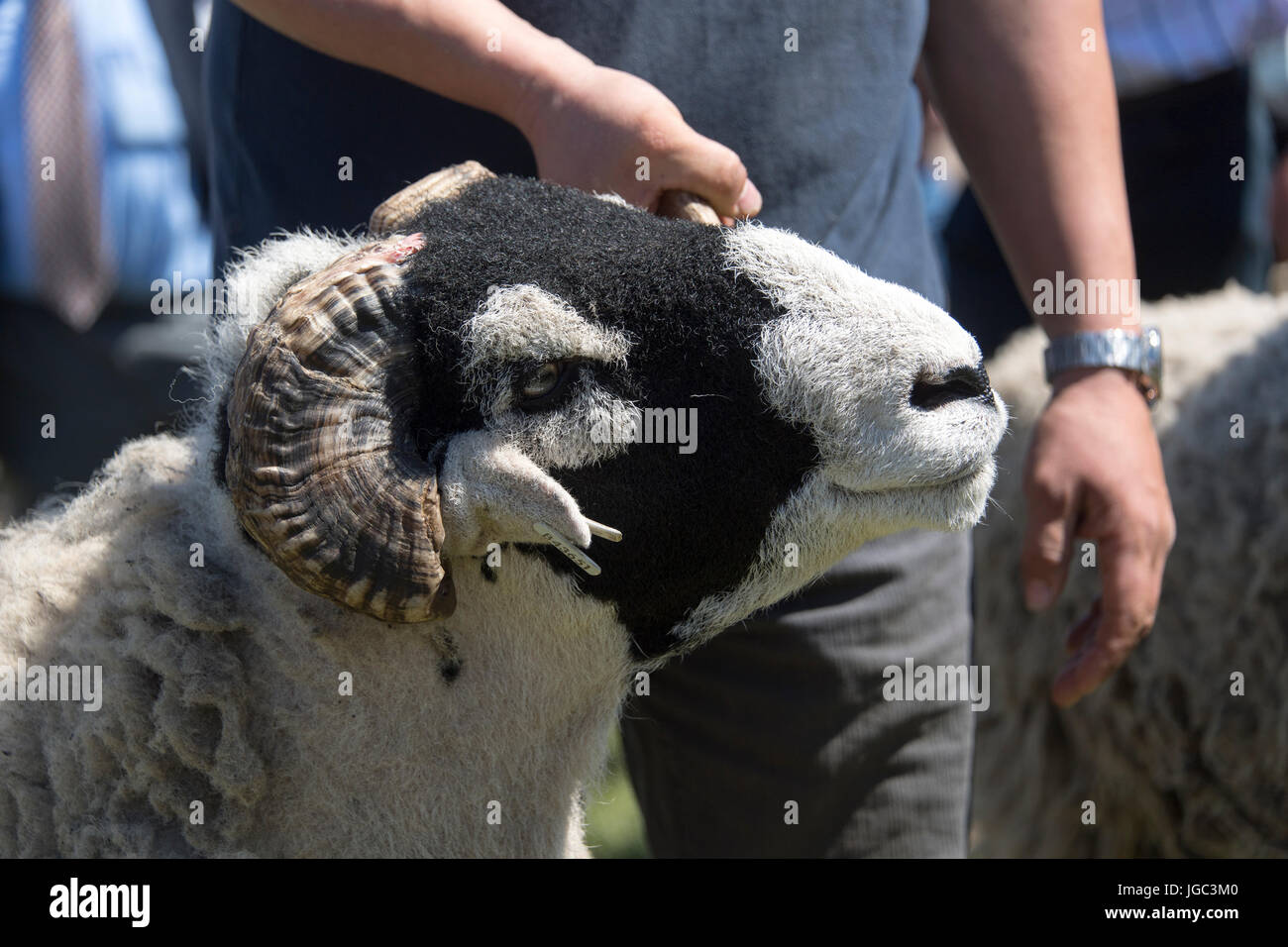 Swaledale sheep being showed at the Tan Hill show on the last thursday in May. Stock Photo
