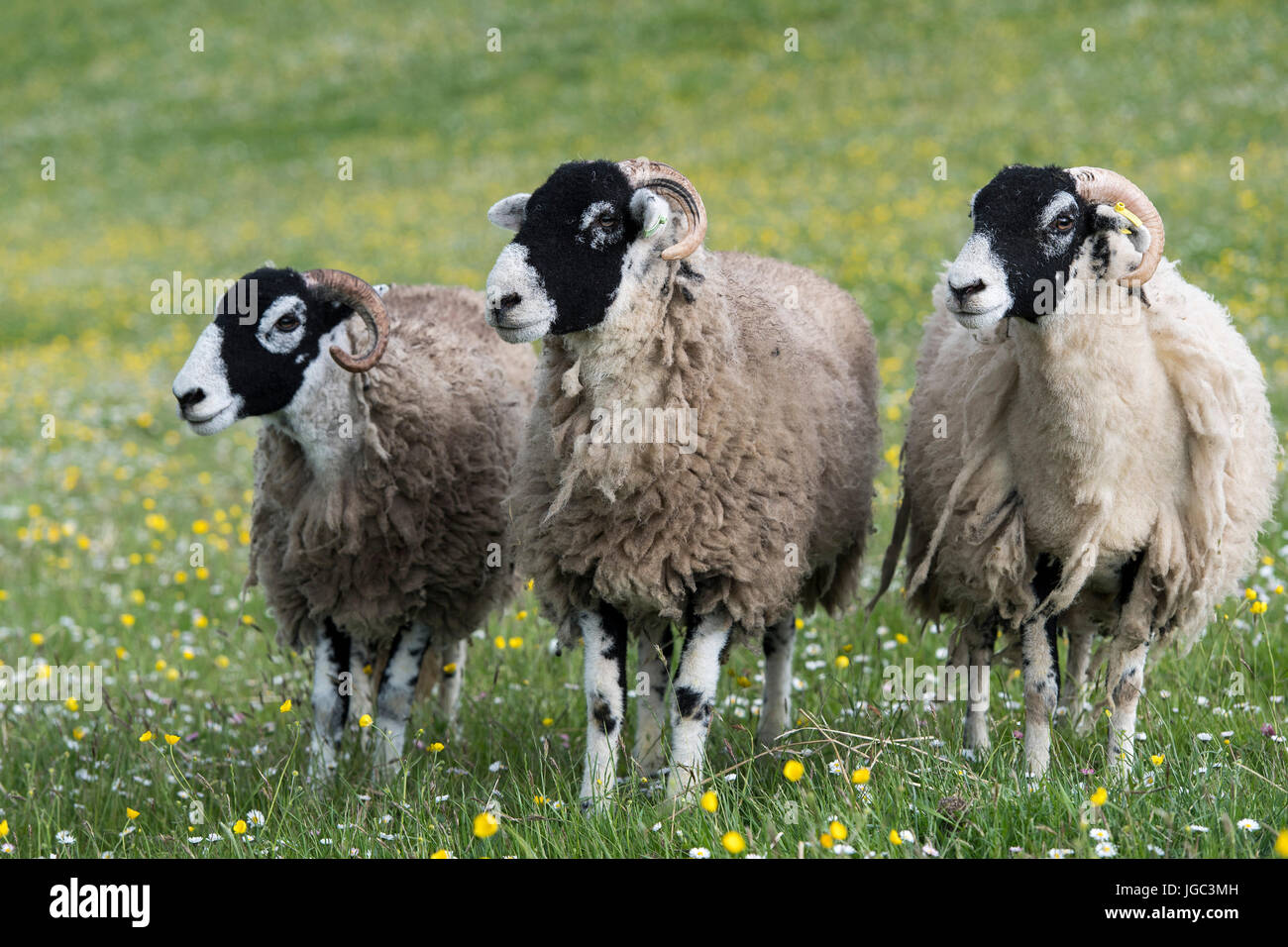 Swaledale sheep in upland pasture ready to be showed in late spring, North Yorkshire, UK. Stock Photo