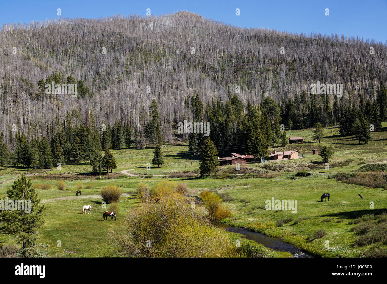 Cibola National Forest, New Mexico, USA Stock Photo Alamy