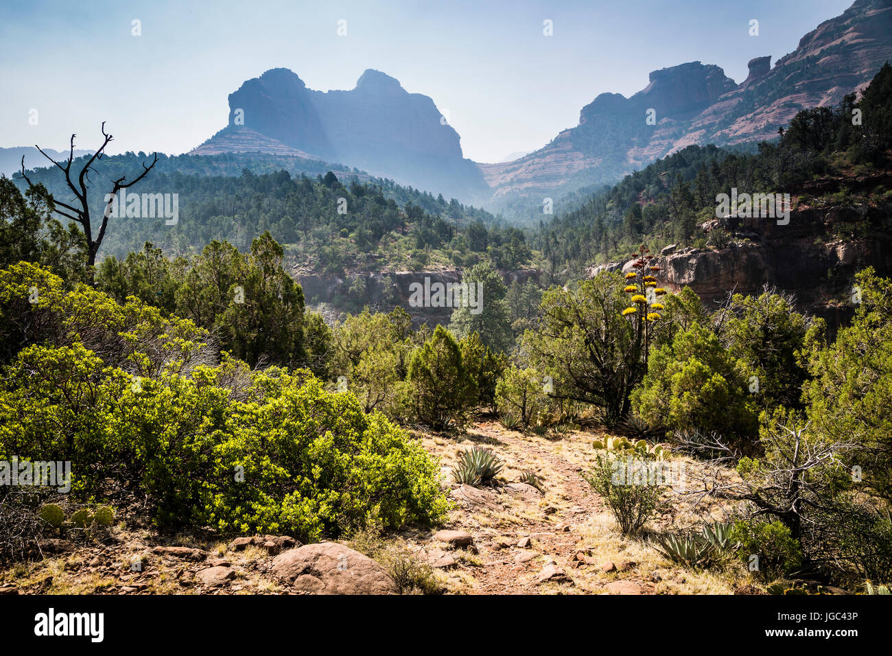 Oak Creek Canyon, Coconino National Forest, Red Rock Country, Arizona, USA Stock Photo