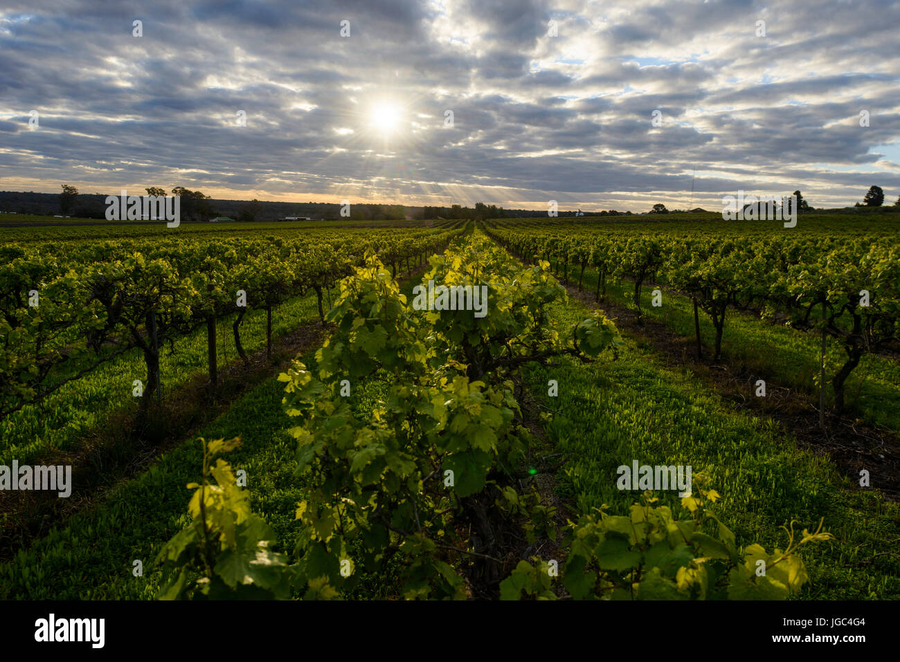 Winery in South Australia Stock Photo Alamy