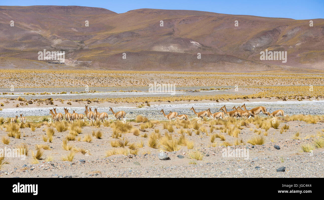 Vicuñas, Salta, Argentina Stock Photo