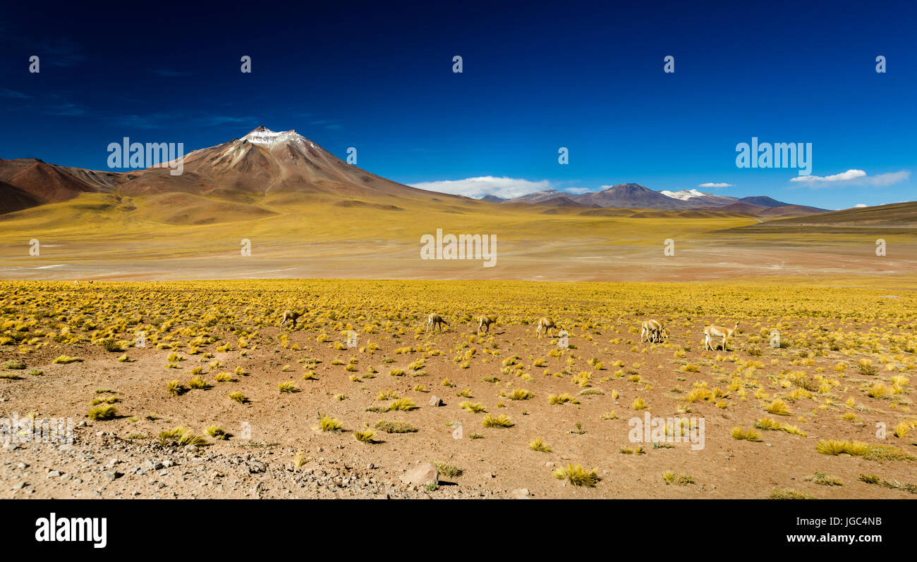 Vicuñas, Atacama desert, Chile Stock Photo