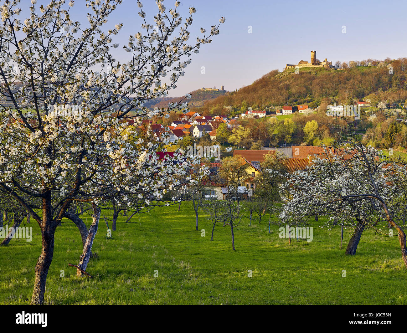 Cherry Blossom at Mühlberg with Gleichen Castle and Mühlburg, Drei