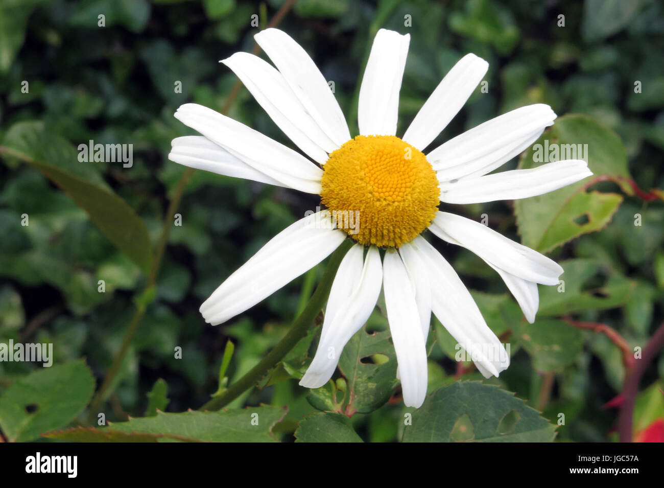 Flowering Flowers of Colour and Beauty Stock Photo