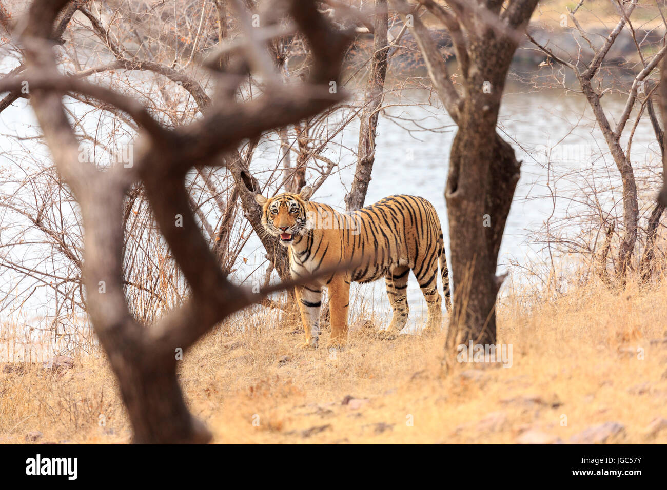 Tiger, Ranthambhore Tiger Reserve, Rajasthan, India Stock Photo