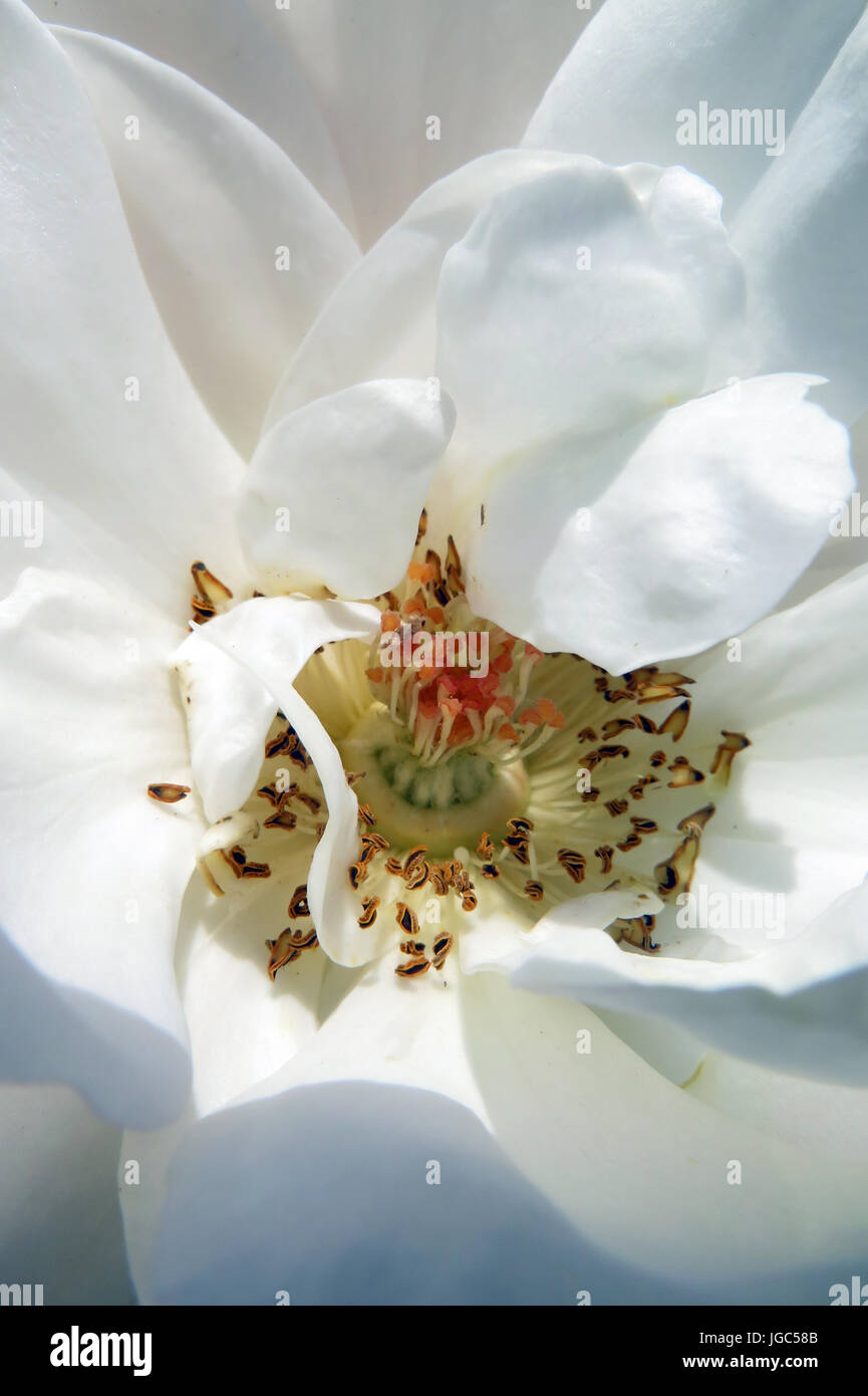 Flowering Flowers of Colour and Beauty Stock Photo