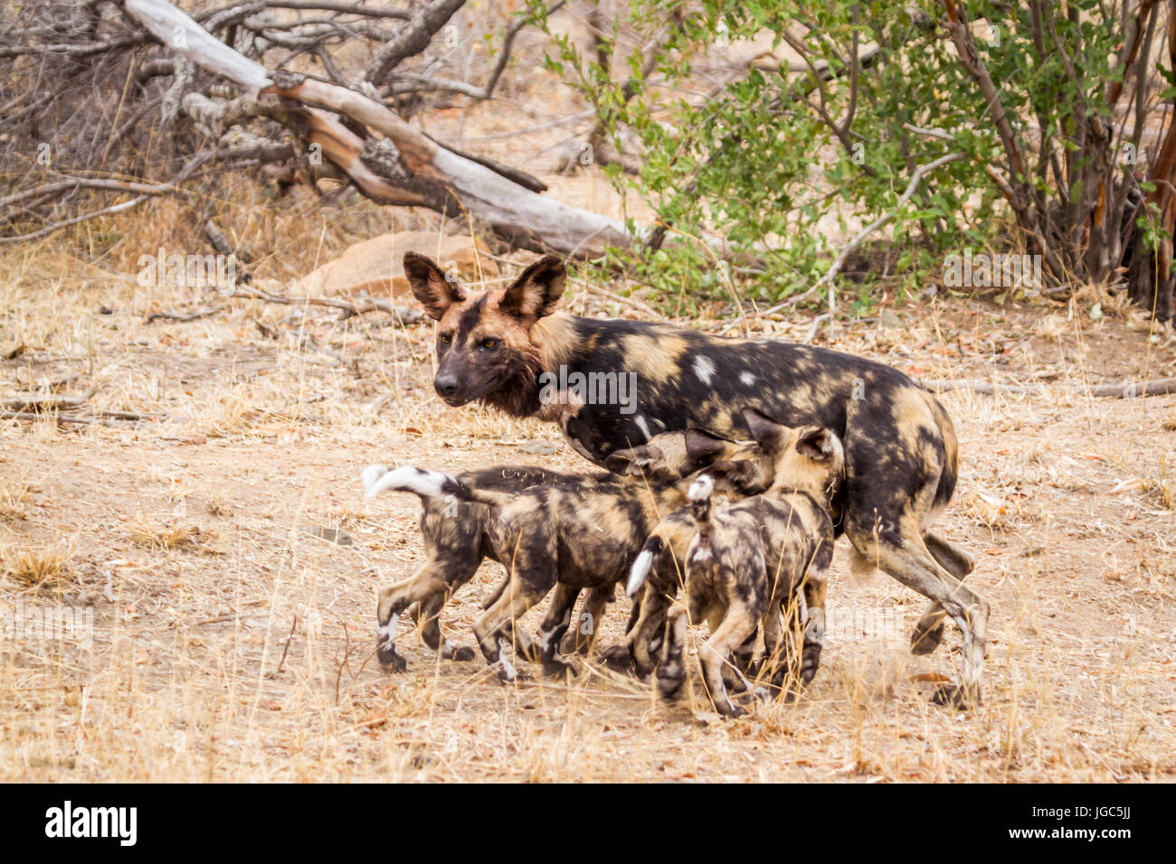 African wild dog  in Kruger national park, South Africa ; Specie Lycaon pictus family of Canidae Stock Photo