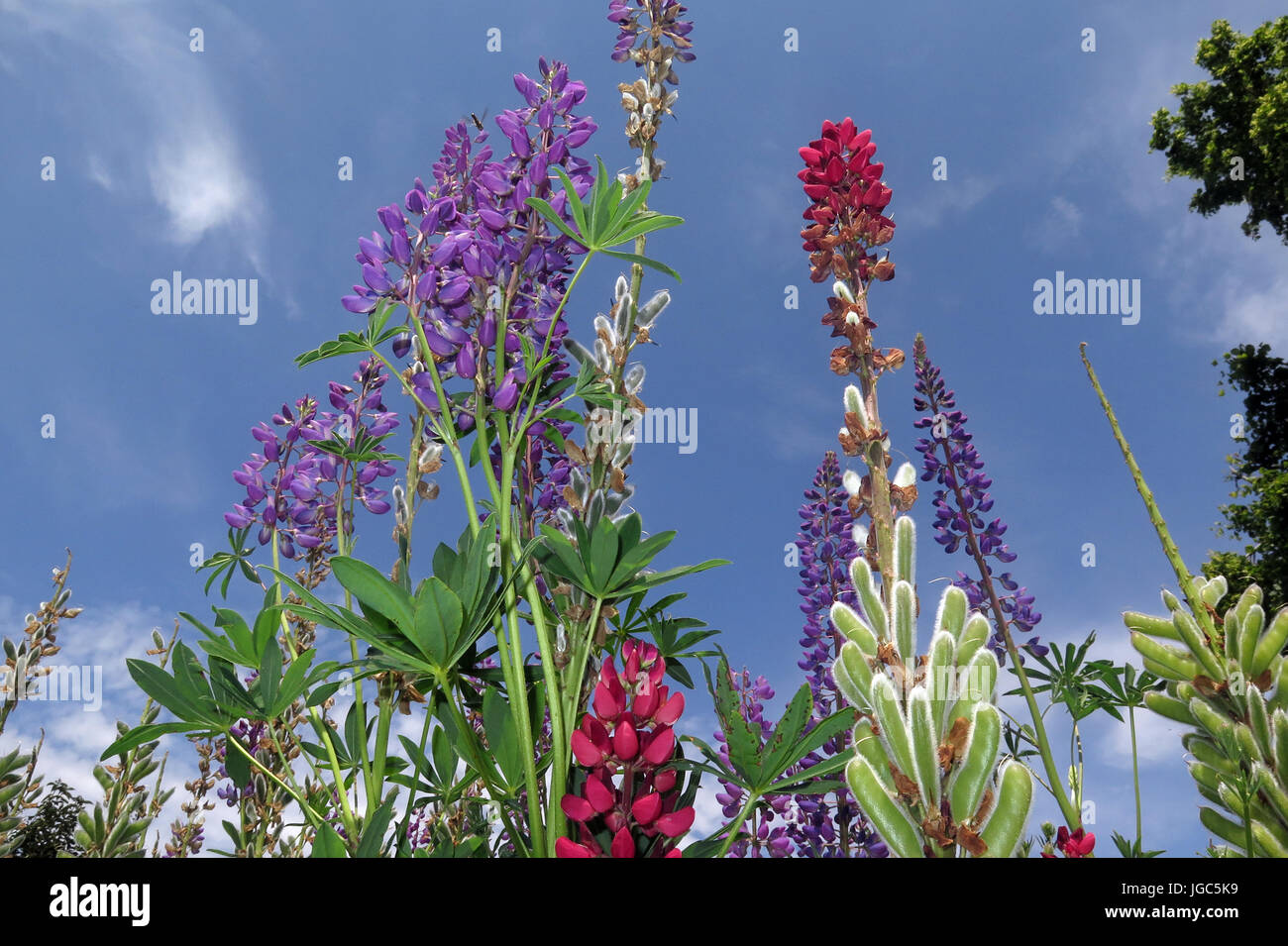 Flowering Flowers of Colour and Beauty Stock Photo