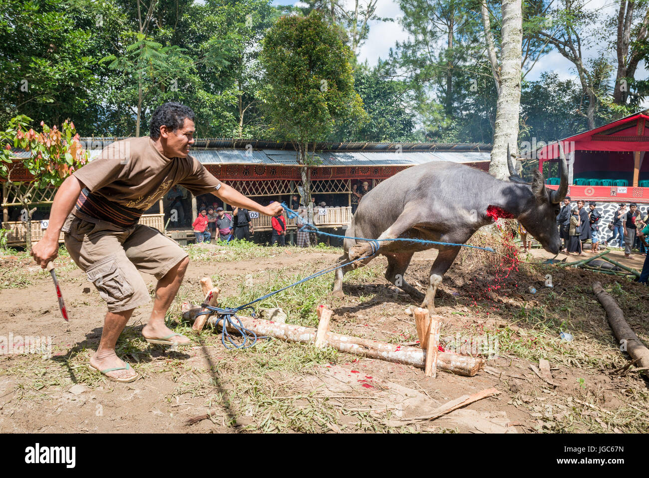 Man killing a water buffalo for the funeral celebration of an old man