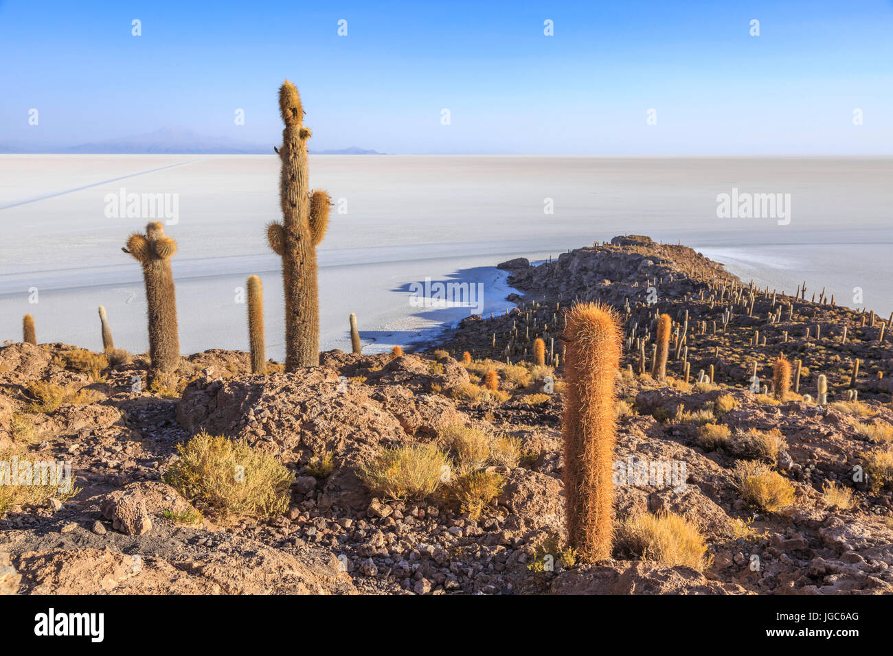 Isla Incahuasi in Salar de Uyuni, Bolivia, South America Stock Photo