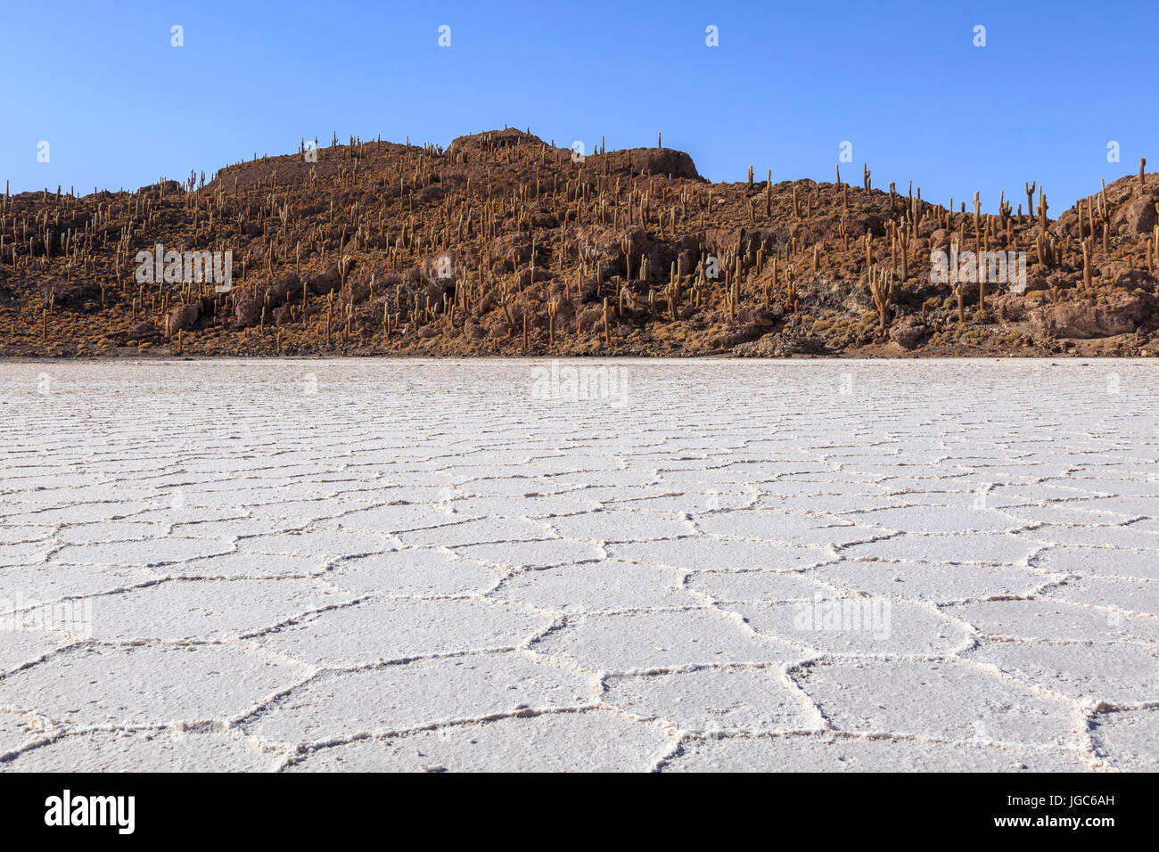 Isla Incahuasi in Salar de Uyuni, Bolivia, South America Stock Photo