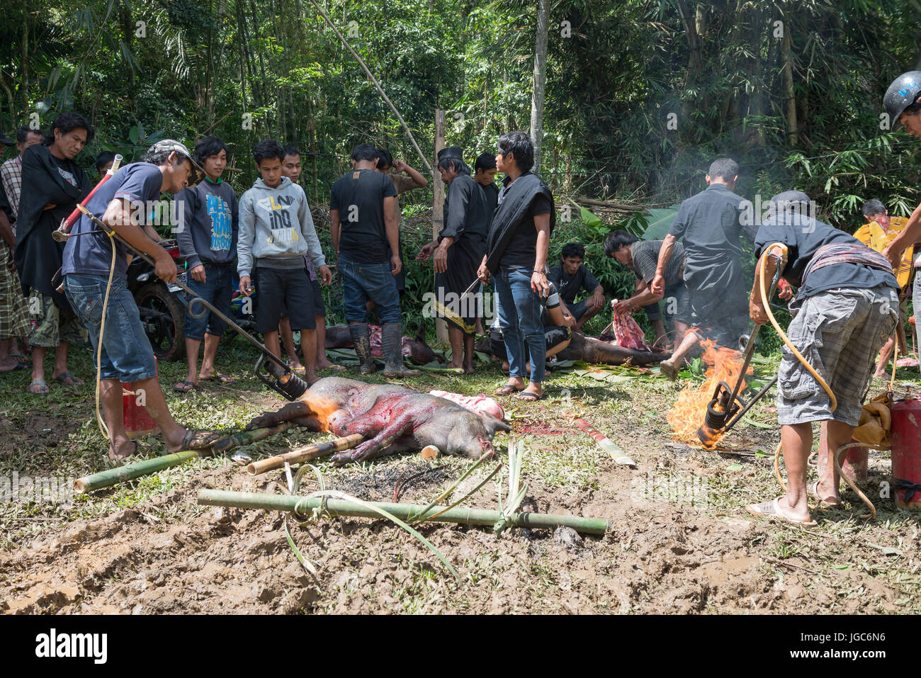 Indonesian people carrying tied porks for sacrifice during a funeral ceremony, Tana Toraja, Sulawesi Indonesia Stock Photo