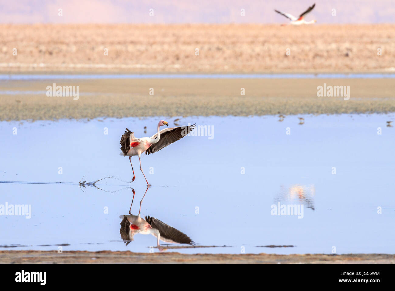 Andean flamingo, Los Flamencos National Reserve, Atacama Desert, Chile ...