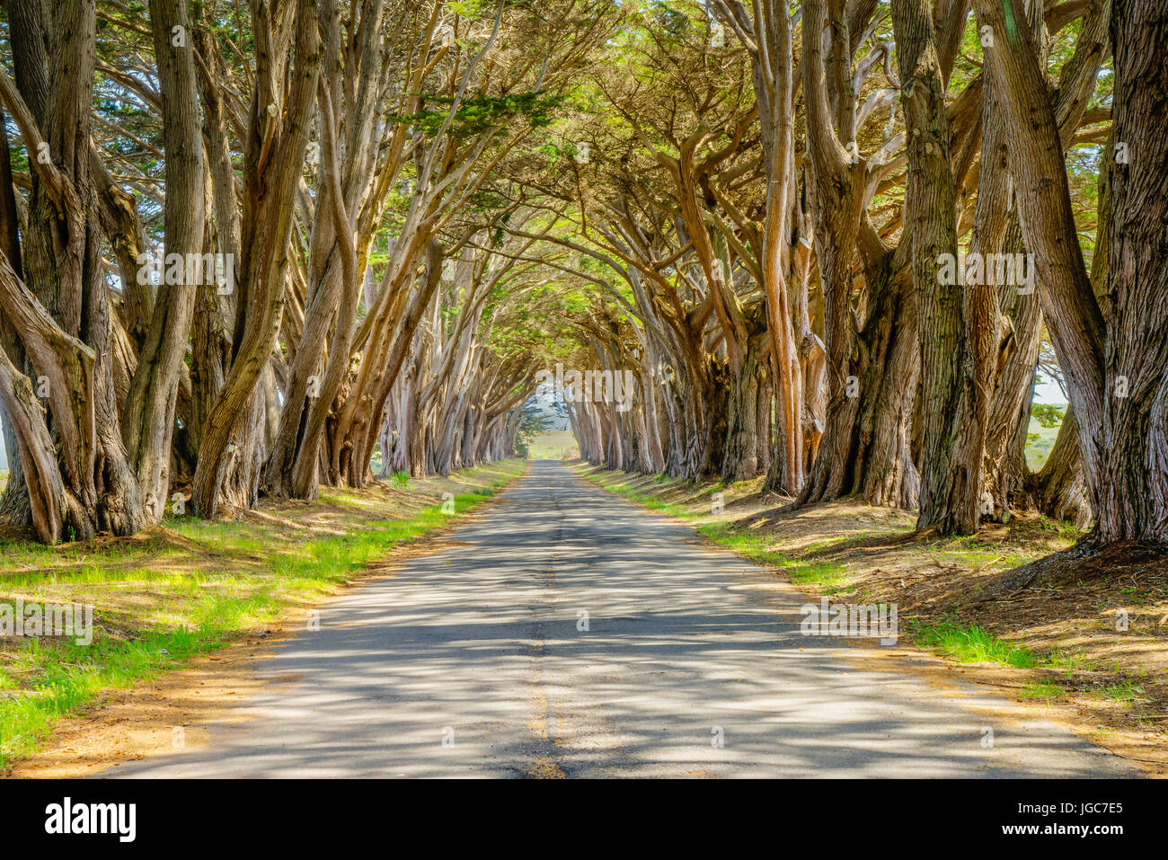The Monterey cypress “tree tunnel” at the Point Reyes station is a signature landscape feature of the Point Reyes National Seashore in California Stock Photo