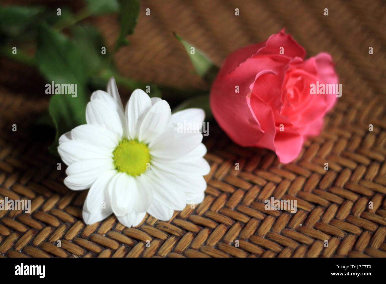 Flowering Flowers of Colour and Beauty Stock Photo