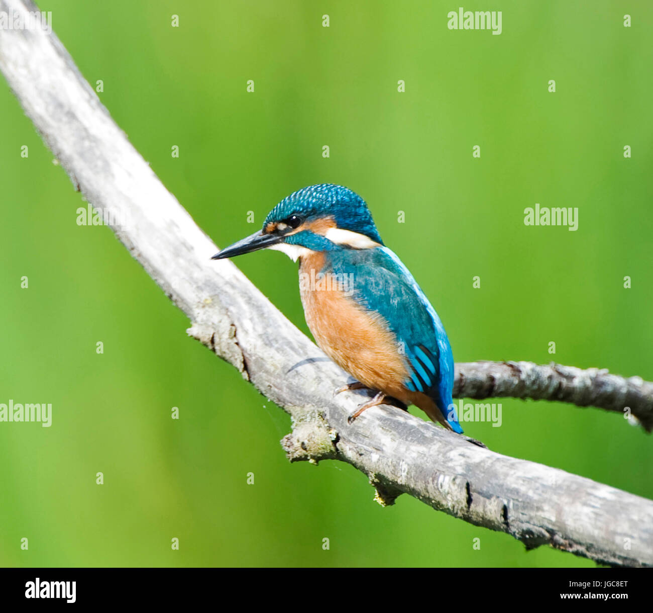 Kingfishers, Alcedo athis Stock Photo