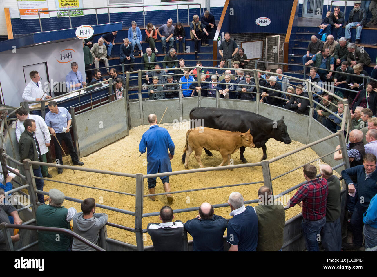 Cattle Auction Uk High Resolution Stock Photography and Images Alamy