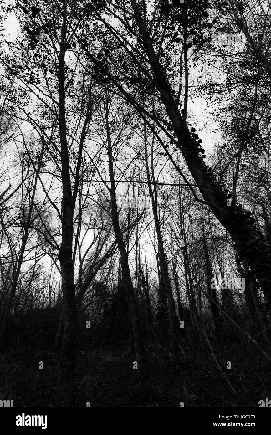 Tall and skeletal trees, dark and mysterious mood Stock Photo