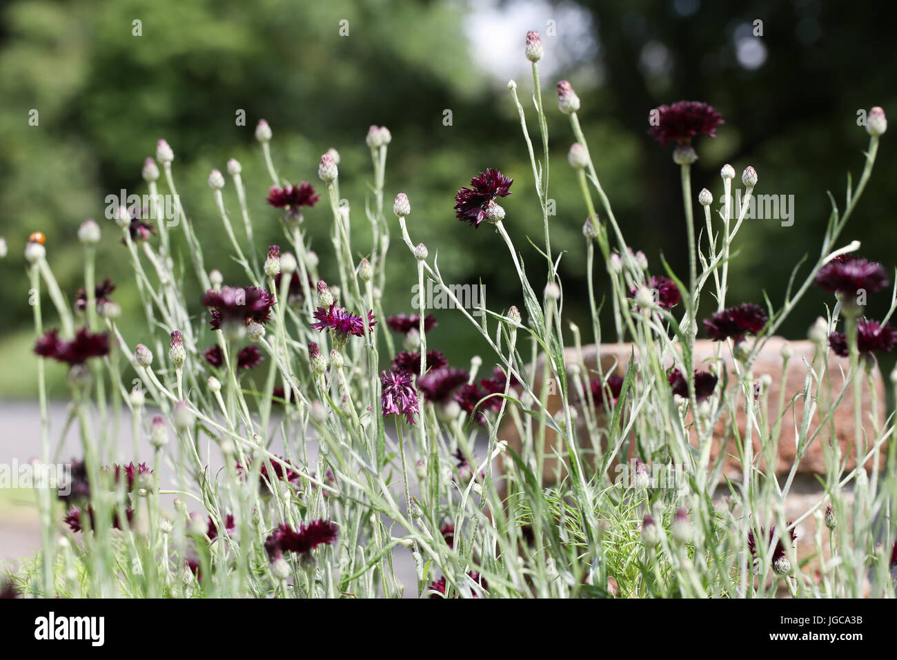 Centaurea cyanus, or Cornflower 'Black Ball' in a garden border on a